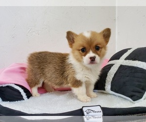 Pembroke Welsh Corgi Puppy for sale in CLARK, MO, USA
