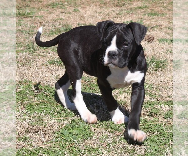 Medium Photo #3 Alapaha Blue Blood Bulldog Puppy For Sale in MARBLE FALLS, AR, USA