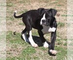 Small Photo #3 Alapaha Blue Blood Bulldog Puppy For Sale in MARBLE FALLS, AR, USA