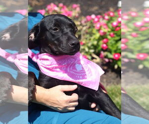 Labrador Retriever-Unknown Mix Dogs for adoption in Mount Laurel, NJ, USA