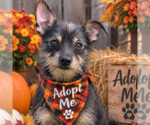Small Photo #4 Mutt Puppy For Sale in Yardley, PA, USA