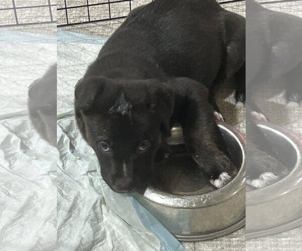 Medium Photo #2 Mutt Puppy For Sale in Hillsboro, MO, USA