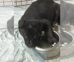 Small #1 Mutt