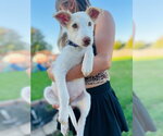 Small Photo #2 Mutt Puppy For Sale in Plainfield, IL, USA