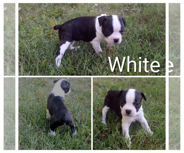 Medium Photo #6 Boston Terrier Puppy For Sale in TARBORO, NC, USA