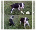 Small #5 Boston Terrier