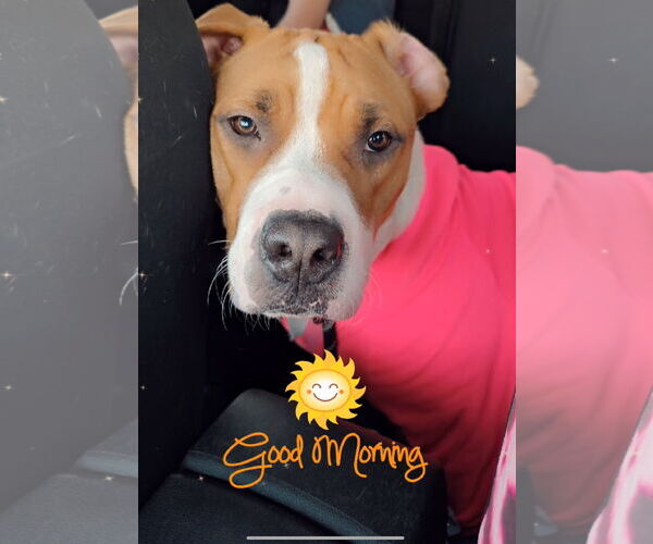 Medium Photo #4 Treeing Walker Coonhound-Unknown Mix Puppy For Sale in Princeton, MN, USA