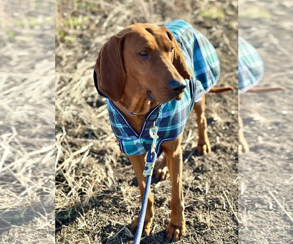 Medium Photo #2 Redbone Coonhound-Unknown Mix Puppy For Sale in Plainfield, IL, USA