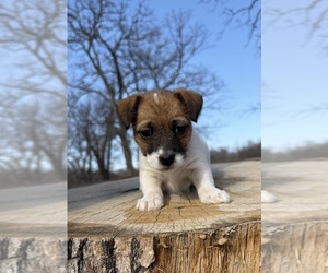 Jack Russell Terrier Puppy for Sale in FREEMAN, Missouri USA