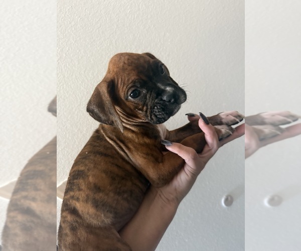 Medium Photo #1 Boxer Puppy For Sale in MORENO VALLEY, CA, USA