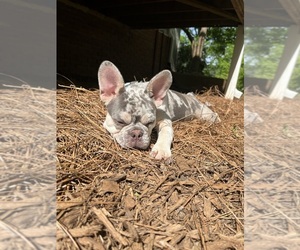 French Bulldog Puppy for sale in ATLANTA, GA, USA