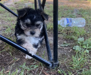 Morkie Puppy for sale in WHEELERSBURG, OH, USA