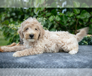 Medium Poodle (Miniature)