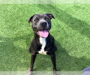 Mutt Dogs for adoption in Orange, CA, USA