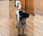 Small #2 Dachshund-Retriever  Mix