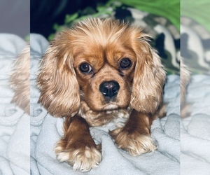 Mother of the Cavalier King Charles Spaniel puppies born on 02/25/2022