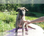 Small #4 German Shepherd Dog