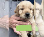 Small Photo #2 Golden Retriever Puppy For Sale in RICHLAND, MO, USA
