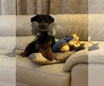 Small Photo #8 Doberman Pinscher Puppy For Sale in Buffalo, MN, USA