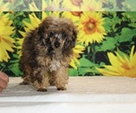 Marbles - Male Poodle (Toy) Puppy for Sale - Photo #21