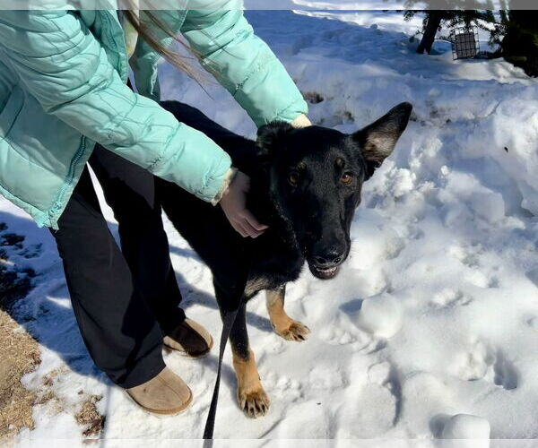 Medium Photo #7 German Shepherd Dog Puppy For Sale in Sebec, ME, USA