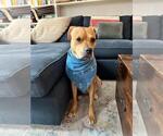 Small #15 American Pit Bull Terrier Mix