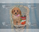 Small #3 Poodle (Toy)