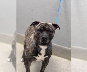 Mutt Dogs for adoption in Las Vegas, NV, USA