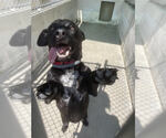 Small #10 Dachshund Mix