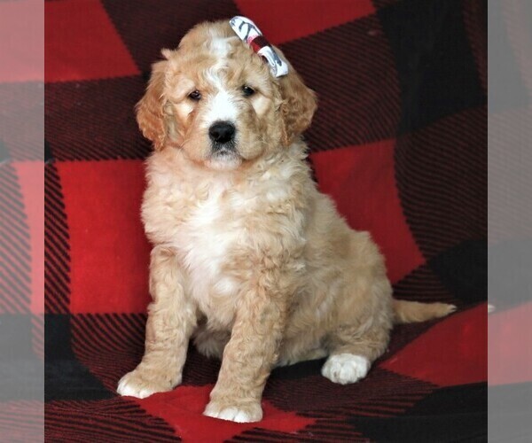 Medium Photo #1 Goldendoodle Puppy For Sale in FREDERICKSBRG, PA, USA