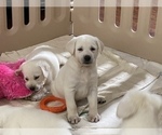 Small Photo #4 Labrador Retriever Puppy For Sale in KITTRELL, NC, USA