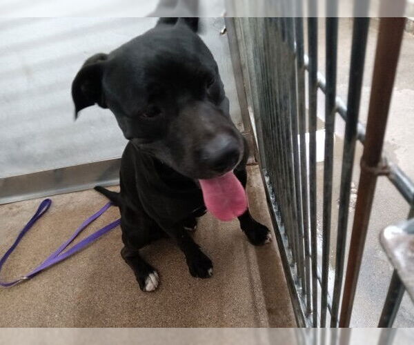 Medium Photo #1 Mutt Puppy For Sale in San Bernardino, CA, USA