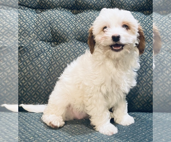 Medium Photo #7 Cavapoo Puppy For Sale in HILLSBORO, WI, USA