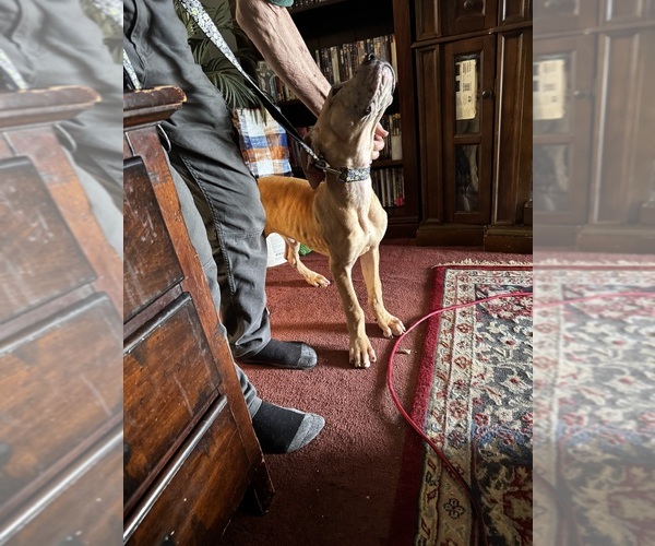 Medium Photo #25 Great Dane Puppy For Sale in ALIQUIPPA, PA, USA