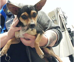 Chihuahua Dogs for adoption in Fayetteville, NC, USA