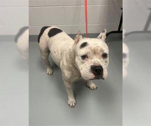 American Staffordshire Terrier-Unknown Mix Dogs for adoption in St. Cloud, FL, USA