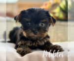 Image preview for Ad Listing. Nickname: Litter of 4