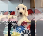Small #1 Dachshund