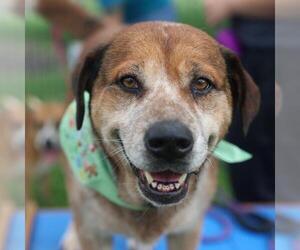 Labrador Retriever Dogs for adoption in San Antonio, TX, USA