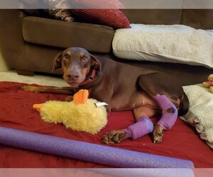 Reina - Forever Foster - Female Doberman Pinscher Dog for Adoption - Photo #2