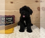 Small #1 Bouvier Des Flandres