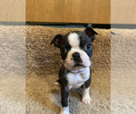 Small Photo #1 Boston Terrier Puppy For Sale in FRANKLIN, NC, USA