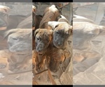 Small Photo #12 Great Dane Puppy For Sale in JOHNSTOWN, OH, USA