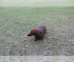 Small Photo #1 Dachshund Puppy For Sale in LIVE OAK, FL, USA