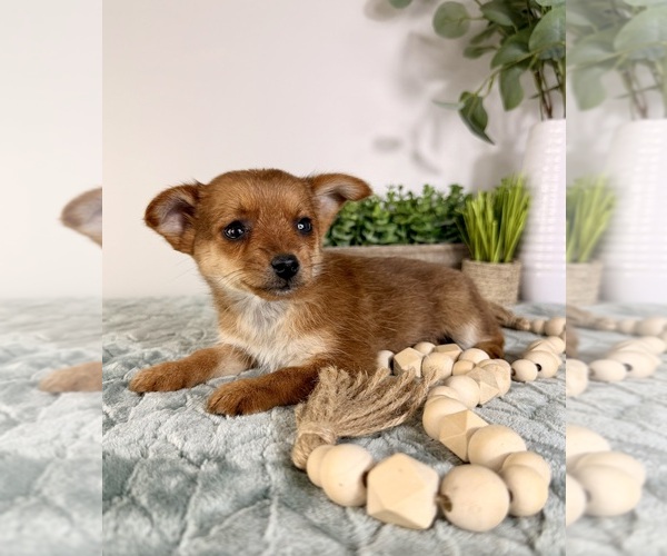 Medium Photo #14 Chi-Corgi Puppy For Sale in GREENFIELD, IN, USA