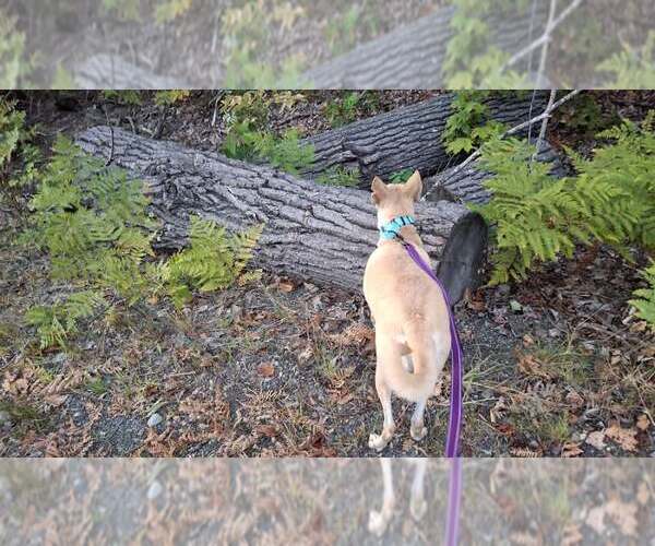 Medium Photo #24 Saluki-Whippet Mix Puppy For Sale in Sebec, ME, USA