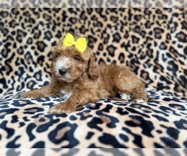 Medium Photo #7 Cockapoo (Miniature) Puppy For Sale in LAKELAND, FL, USA