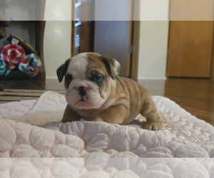 English Bulldog Puppy for sale in FRESNO, CA, USA