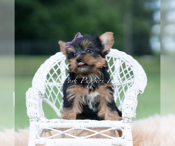 Medium Photo #58 Yorkshire Terrier Puppy For Sale in WARSAW, IN, USA