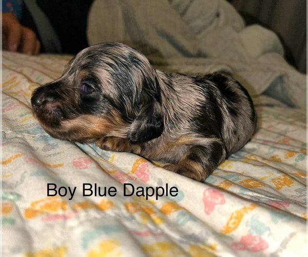 Medium Photo #1 Dachshund Puppy For Sale in THOMASVILLE, GA, USA